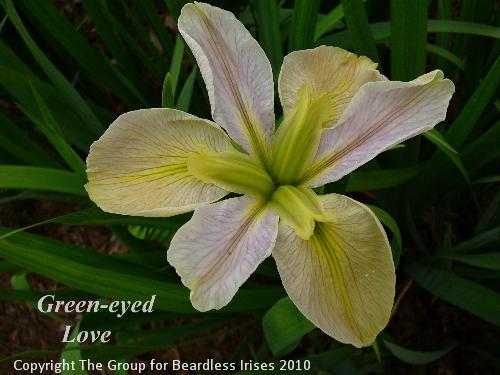Green eyed Love (1)